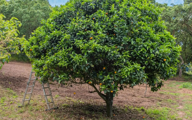 Quinta biológica, com vista, na Serra de Sintra