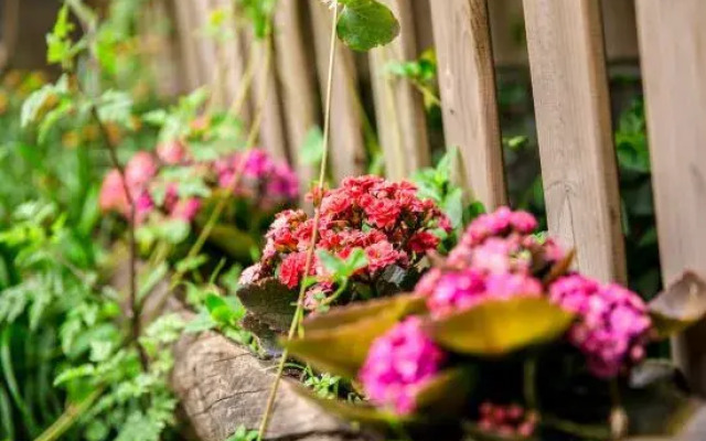 DaLi·Flowers bloom that year raditional garden experience homestay (Ancient City Branch)