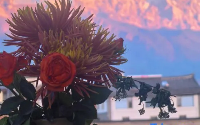 V Coffee Snow Mountain View B&B