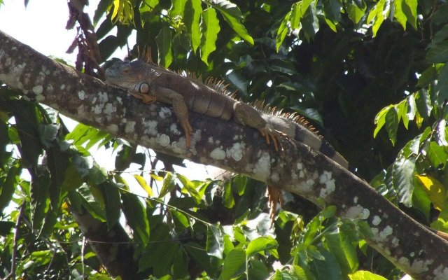 Cabinas Caribe Luna