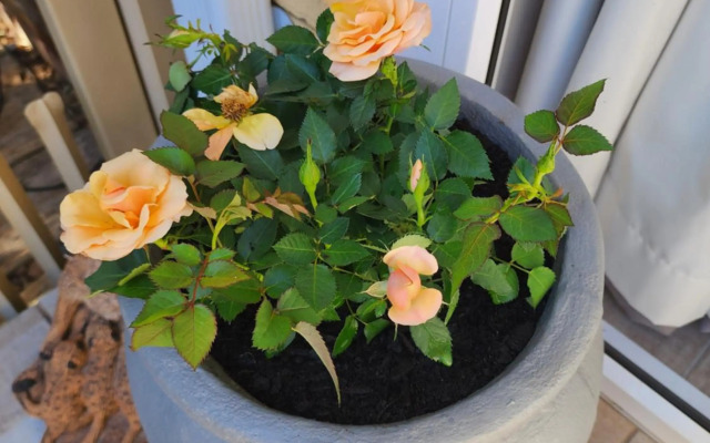 Schnehage Self Catering