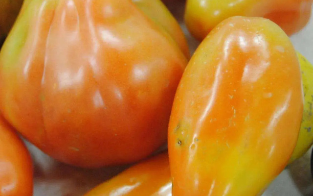 Cascina Bosco Gerolo