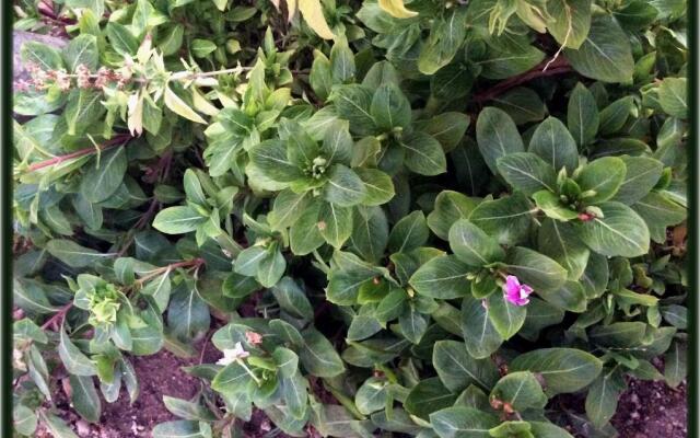 Room in Guest Room - Camp - Santos Cabana Constanza