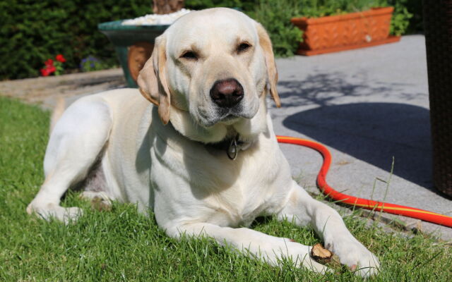 Villa Thea Kurhotel am Rosengarten