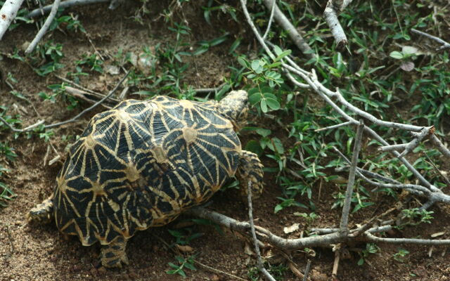 Big Game - Udawalawe by Eco Team