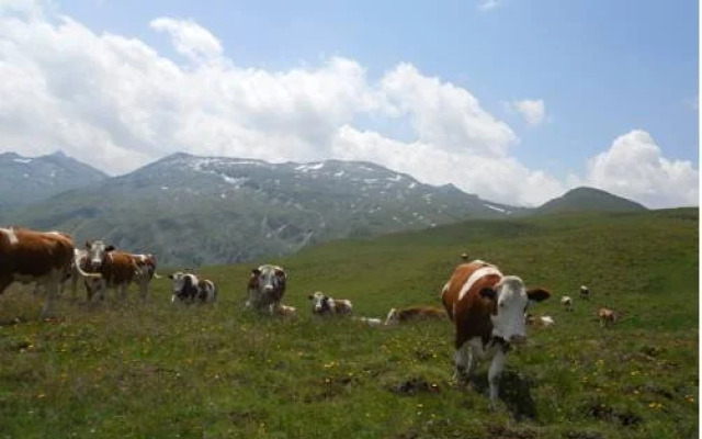 Tofererhof
