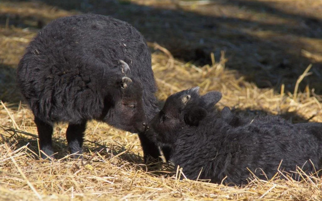 Penzion Farma Dvorec