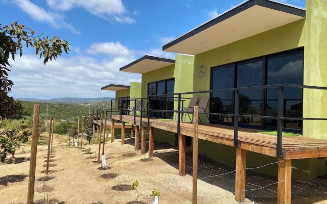 Palta 60 Valle de Guadalupe