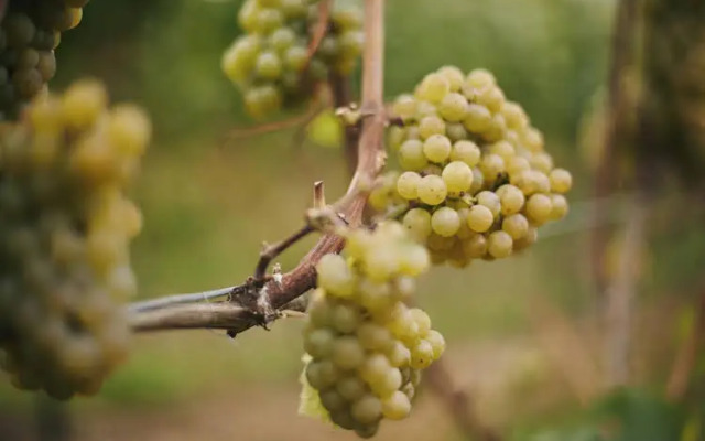 Weingut & Weinparadies Meyerhof