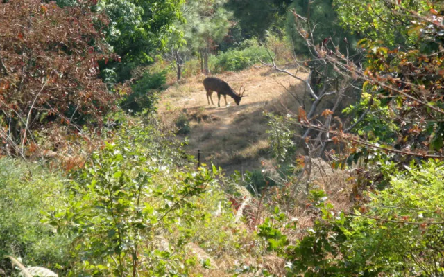 Auranya The Mystical Himalayan Retreat