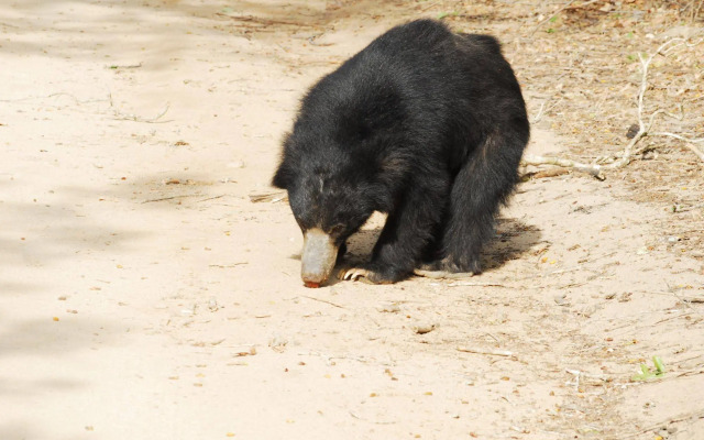 Explorer by Eco Team - Wasgamuwa National Park