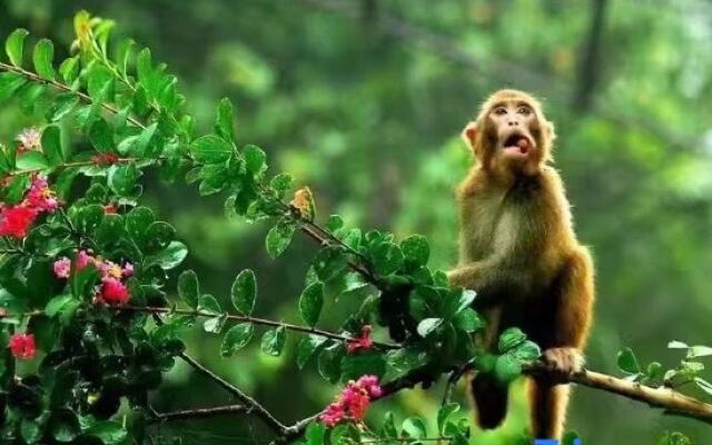 Mount Wudang Angelica home stay