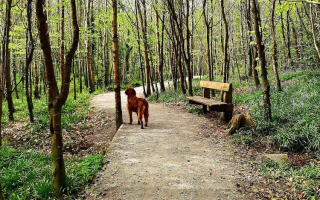 Jackson's Guest House