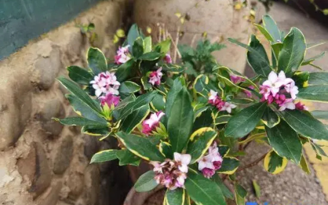 Yiyuan Linyang Homestay