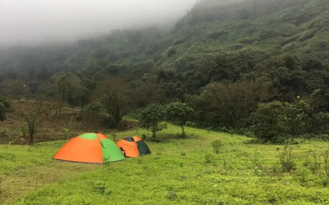 Canary Forest Camping