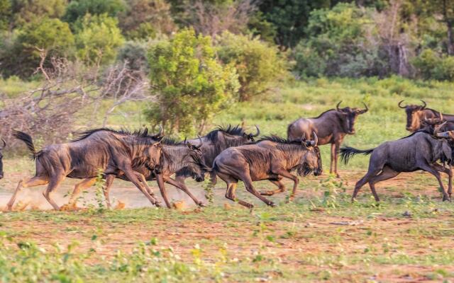 Royal Morubisi Founder's Lodge