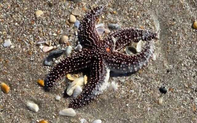 The Summer House - Upper