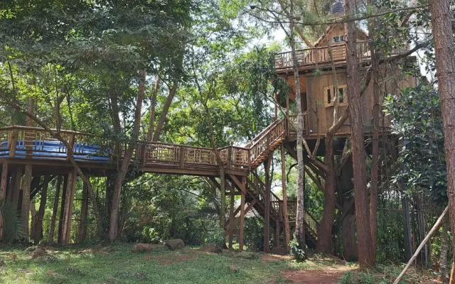 Tree House with a Pool
