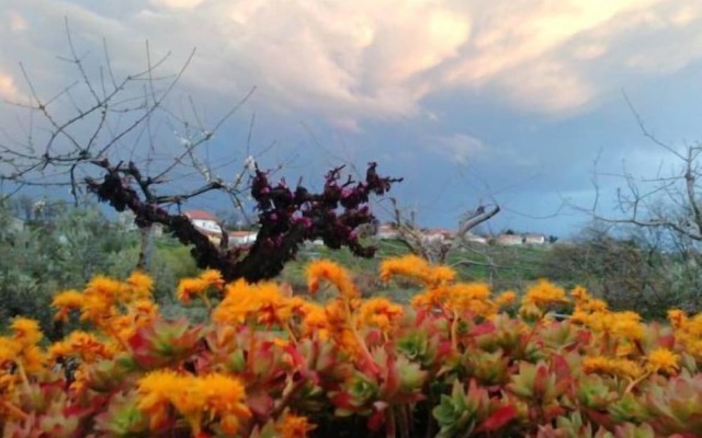 Angelucci Agriturismo con Camere e Agri Camping