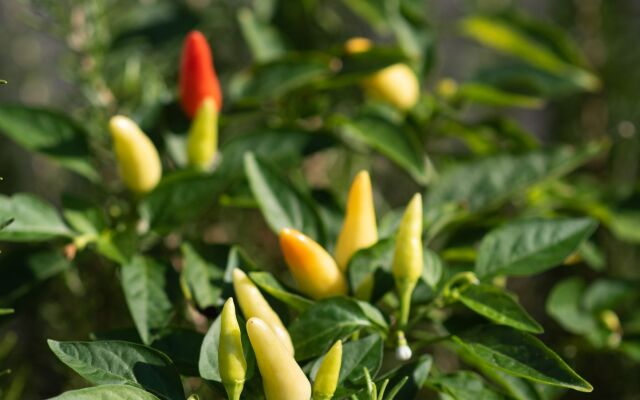 Maleme Mare Beach Resort Hotel