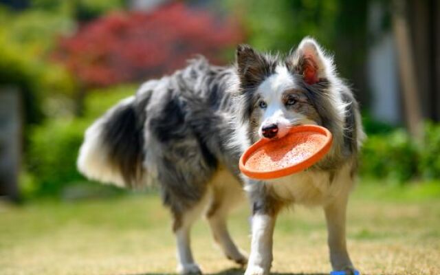 Caotu·Building Meisu (Moganshan)