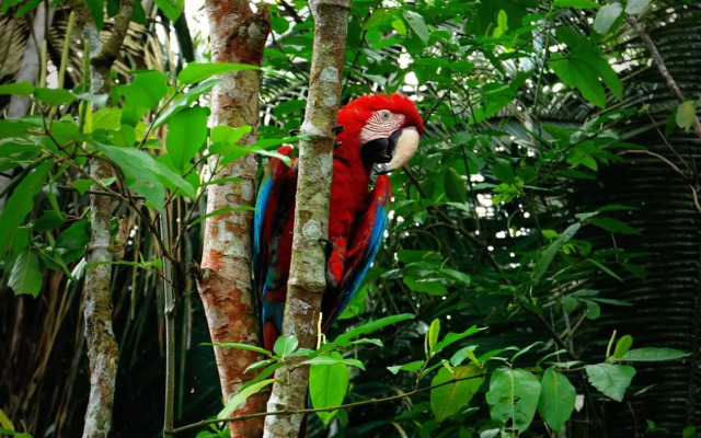 Villa Hermosa de Tambopata Casa Hospedaje & Hostel