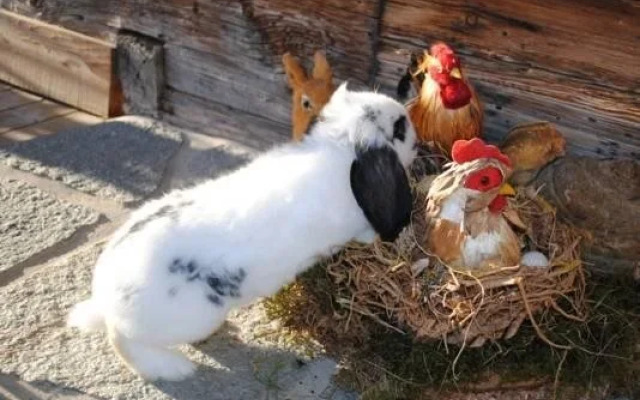 Ferienwohnung Siedler