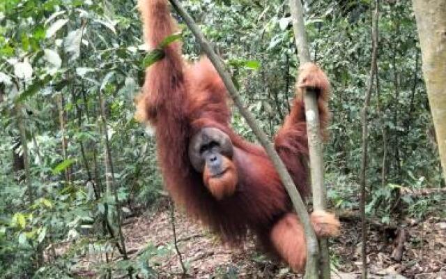 Batu Mandi Guest House Bukit Lawang