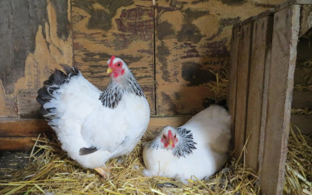 Vakantiehuis Het Wapen van Heeckeren