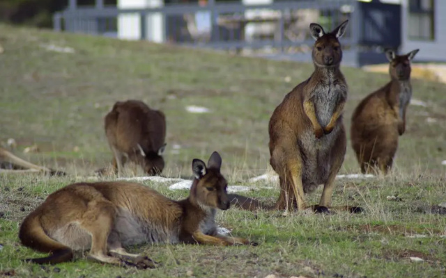 Waves & Wildlife Cottages Kangaroo Island – Outside – Cassini