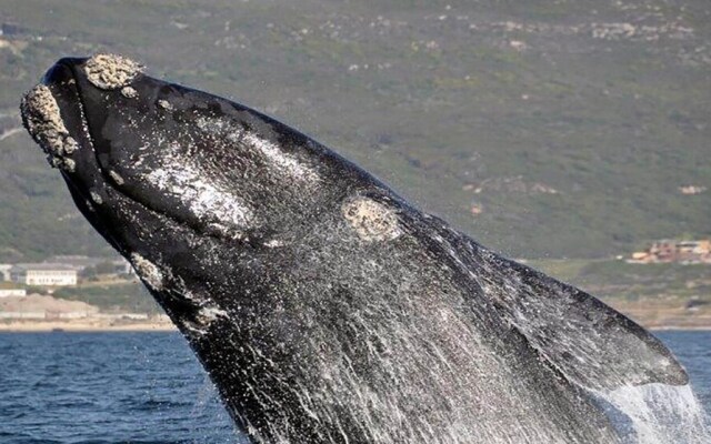 Studio Apartment Fish Hoek Bay