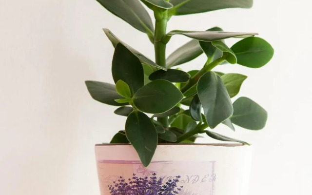 Self check-in eco studio - free street parking closeby