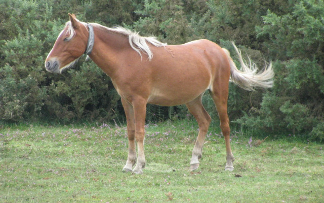 Leyland Country House