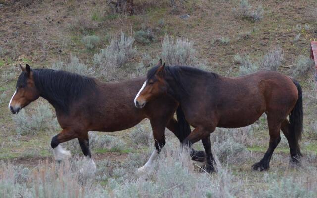 Wildhorse Mountain Guest Ranch