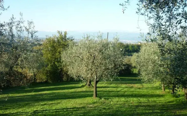 il mandorlo