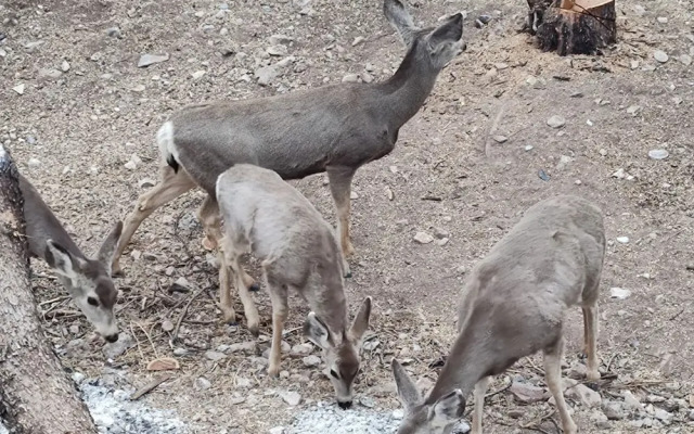 Vigilante Inn Immortal Camp