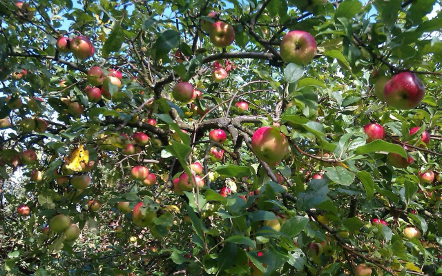 Apple tree