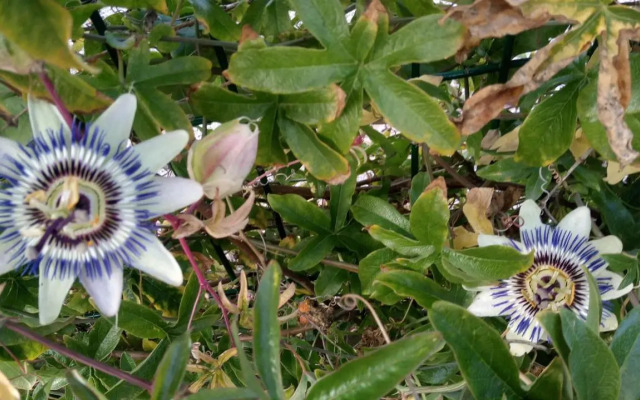 Orchidée
