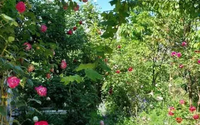 Guesthouse ''Door'' in Sighnaghi