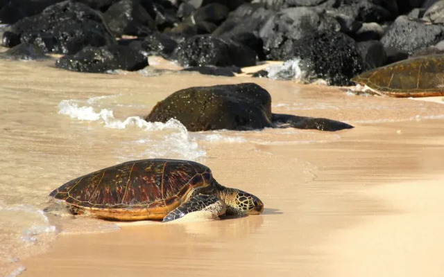 Royal Kahana 1020