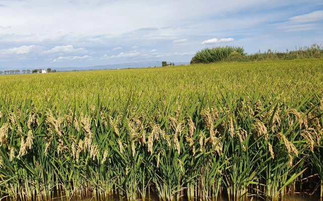 Allotjament turistic Casa Serral-Ocampo