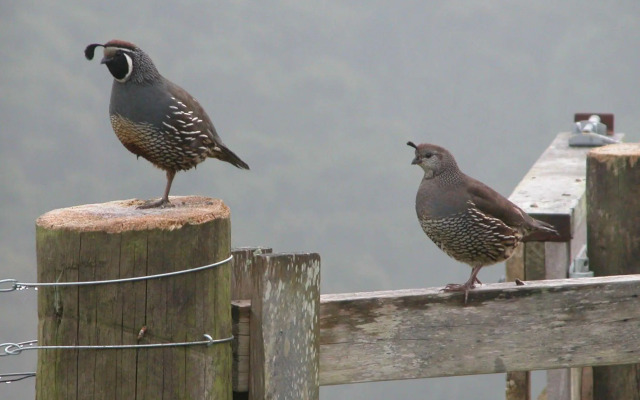 Westwind Homestay B & B