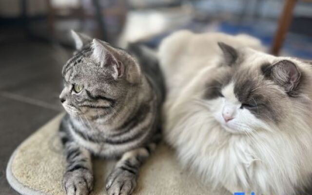 Three Cats Inn