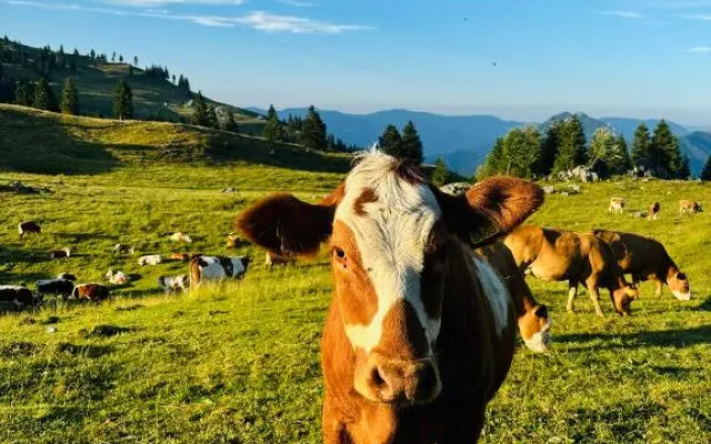 Domzalski Dom Na Mali Planini