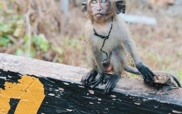 Monkey Bungalow