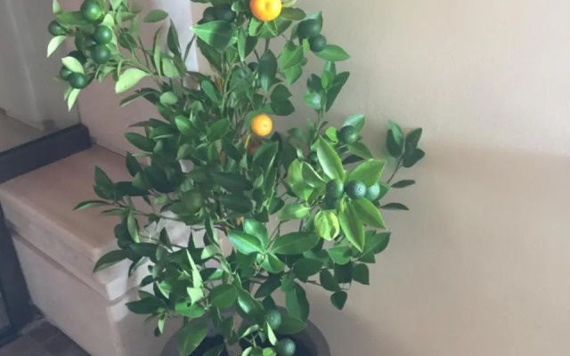 White House Family Hotel