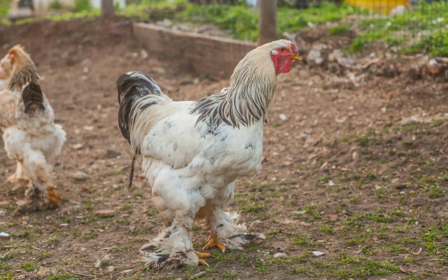 Il Gallo con gli Stivali