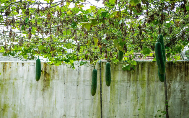 SeaWeed Homestay Hoi An