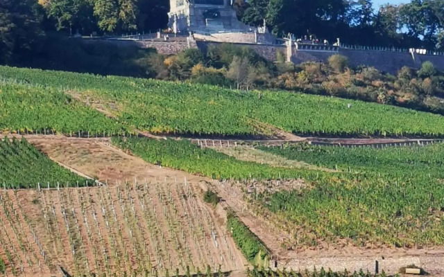 Rheinufer am Hindenburgpark