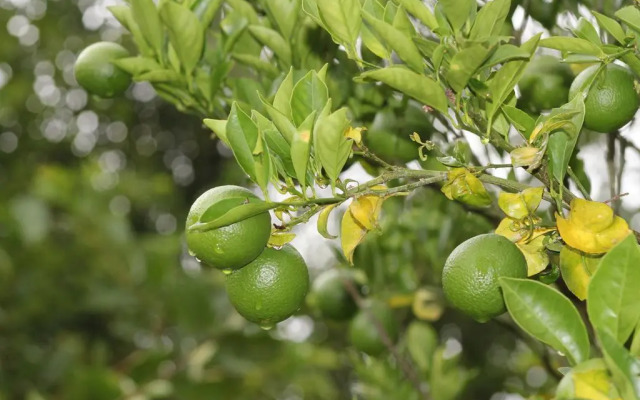 Pousada Recanto do Teimoso Pouso Alegre